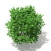 Ginkgo Tree (Ginkgo biloba) 4.3m - Image 5