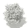 Ginkgo Tree (Ginkgo biloba) 4.3m - Image 6