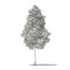 Ginkgo Tree (Ginkgo biloba) 7.4m - Image 2