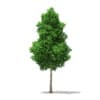 Ginkgo Tree (Ginkgo biloba) 7.4m - Image 3