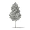 Ginkgo Tree (Ginkgo biloba) 7.4m - Image 4