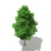 Ginkgo Tree (Ginkgo biloba) 7.4m - Image 5