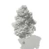 Ginkgo Tree (Ginkgo biloba) 7.4m - Image 6