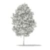 Tulip Tree (Liriodendron) 3.6m - Image 2
