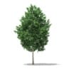 Tulip Tree (Liriodendron) 3.6m - Image 3