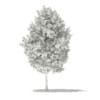 Tulip Tree (Liriodendron) 3.6m - Image 4
