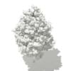 Tulip Tree (Liriodendron) 3.6m - Image 6