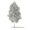 Tulip Tree (Liriodendron) 7.4m - Image 2