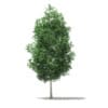 Tulip Tree (Liriodendron) 7.4m - Image 3