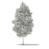 Tulip Tree (Liriodendron) 7.4m - Image 4