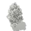 Tulip Tree (Liriodendron) 7.4m - Image 6