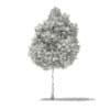 Tulip Tree (Liriodendron) 8.1m - Image 2