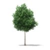 Tulip Tree (Liriodendron) 8.1m - Image 3
