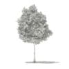 Tulip Tree (Liriodendron) 8.1m - Image 4