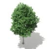 Tulip Tree (Liriodendron) 8.1m - Image 5
