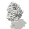 Tulip Tree (Liriodendron) 8.1m - Image 6