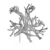 Tree Root Decoration - Image 2