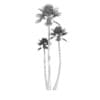 Three Palm Trees - Image 6
