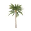 Palm Tree - Image 3