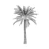 Palm Tree - Image 4