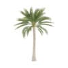 Palm Tree - Image 5
