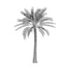 Palm Tree - Image 6