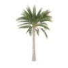 Palm Tree - Image 7
