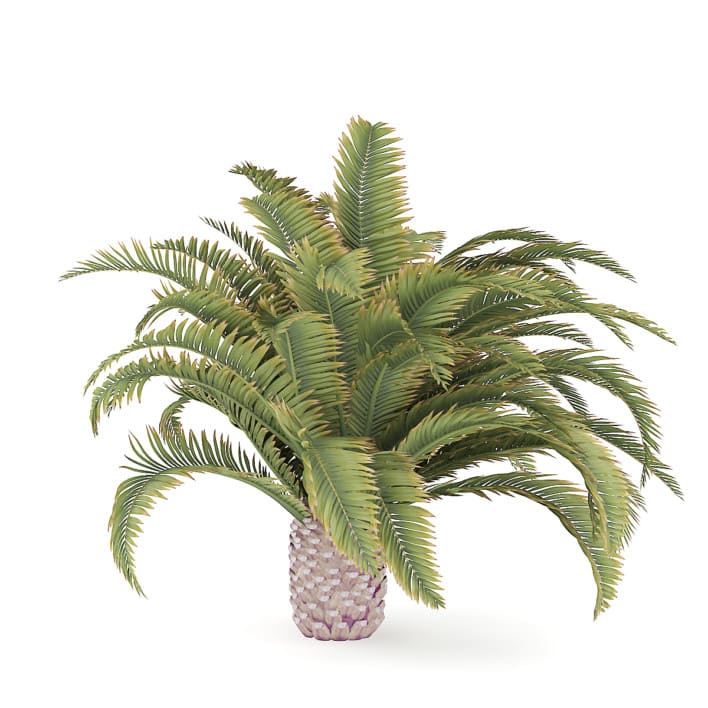 Low Palm Tree