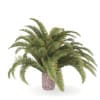 Low Palm Tree - Image 3