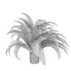 Low Palm Tree - Image 4