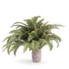 Low Palm Tree - Image 5