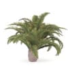 Low Palm Tree - Image 7
