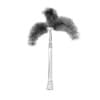 Foxtail Palm - Image 4