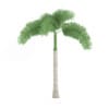 Foxtail Palm - Image 5