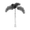 Foxtail Palm - Image 6