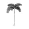 Foxtail Palm - Image 8