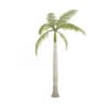 Royal Palm - Image 5