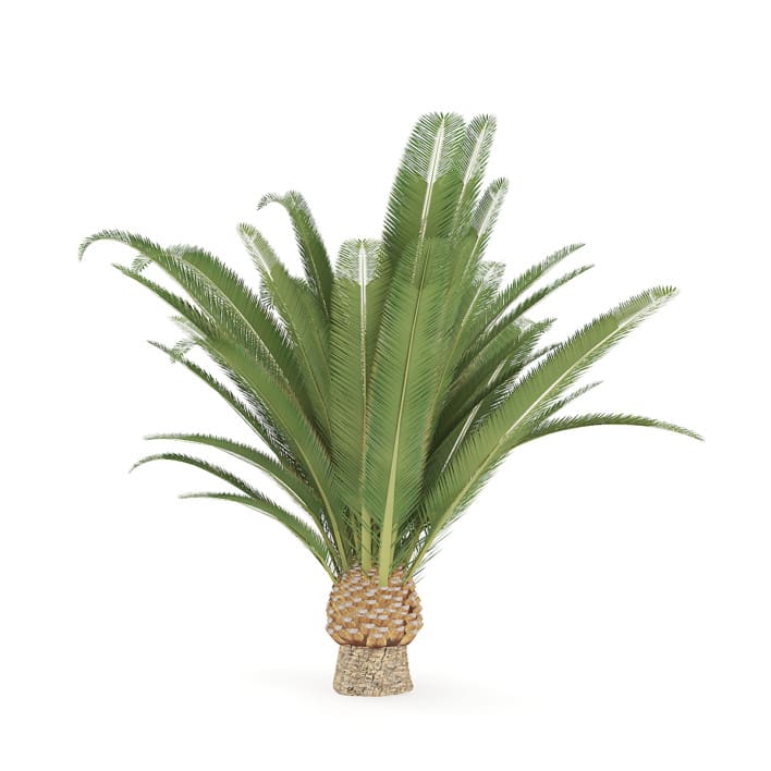 Pineapple Palm