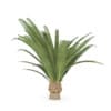 Pineapple Palm - Image 3