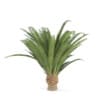 Pineapple Palm - Image 5