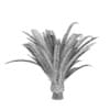 Pineapple Palm - Image 6