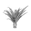 Pineapple Palm - Image 8