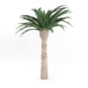 Pineapple Palm - Image 5