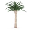 Pineapple Palm - Image 7