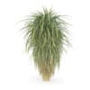 Palm Tree - Image 3