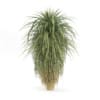Palm Tree - Image 5