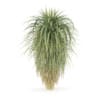 Palm Tree - Image 7