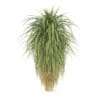 CGAxis Models Volume 85 Exotic Plants II - Image 12