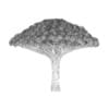 Dragon Tree - Image 2