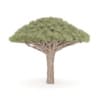 Dragon Tree - Image 3
